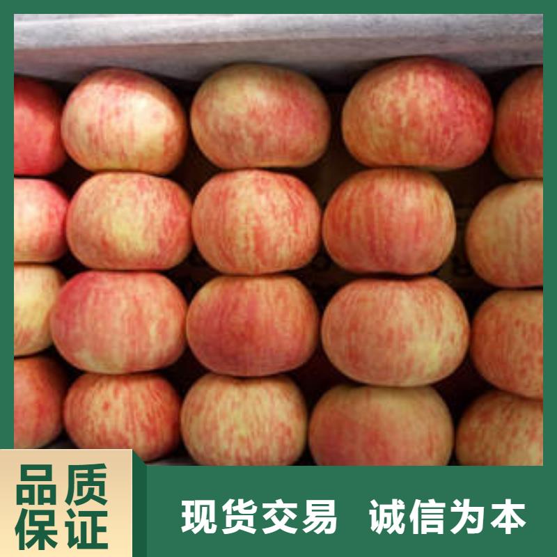 红富士苹果多种款式可随心选择