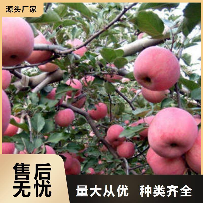 红富士苹果售后服务完善