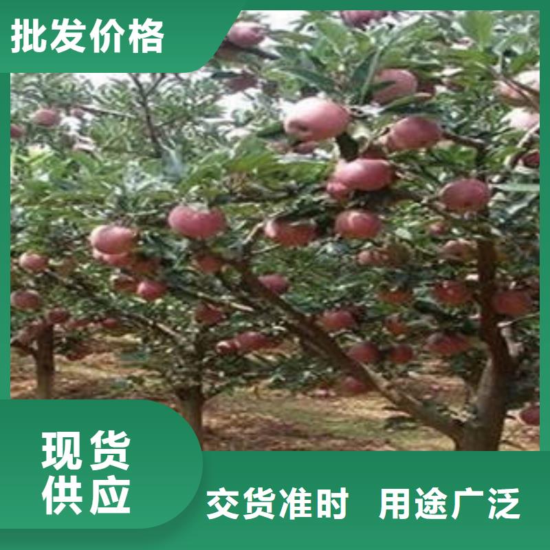 红富士苹果嘎啦苹果真诚合作
