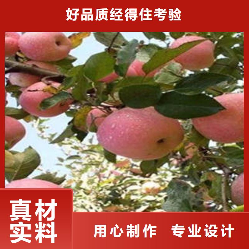 红富士苹果苹果种植基地优质原料