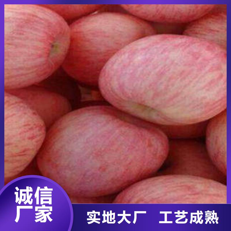 红富士苹果红富士苹果产地产品实拍