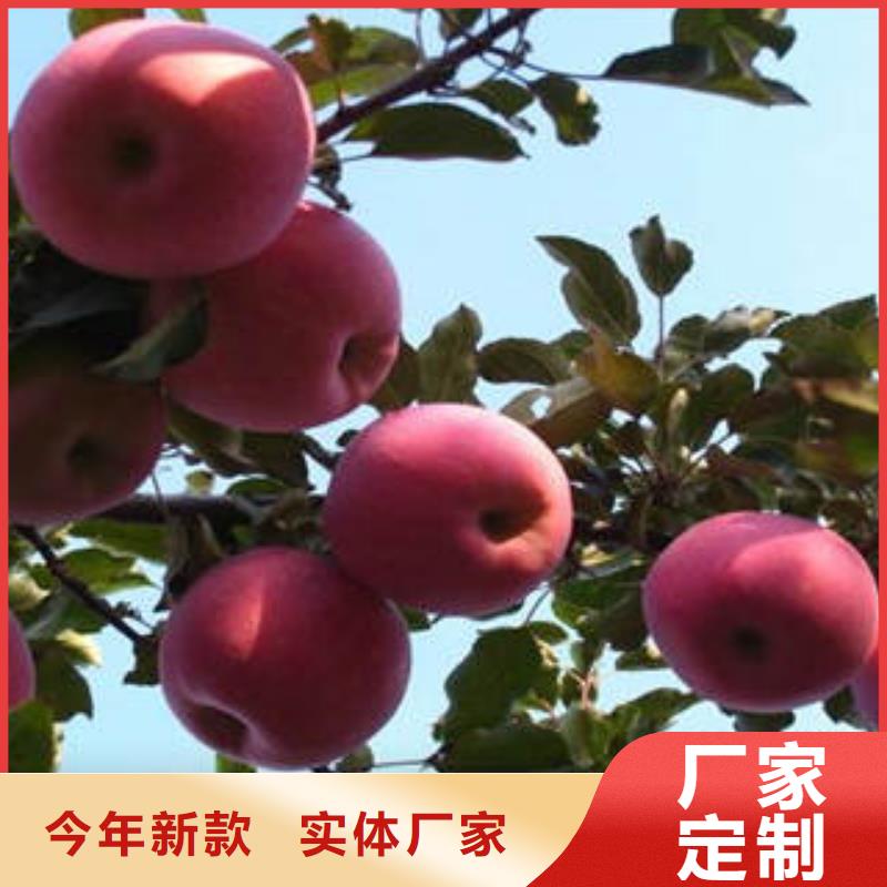 红富士苹果-红富士苹果批发拥有多家成功案例