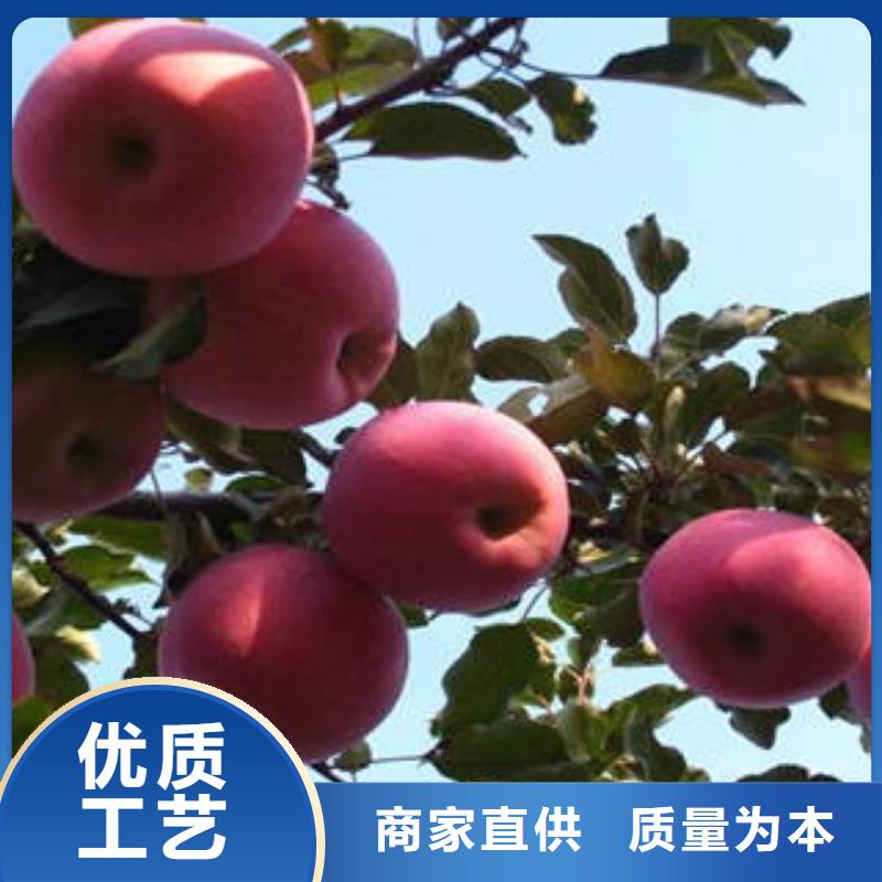 红富士苹果以质量求生存