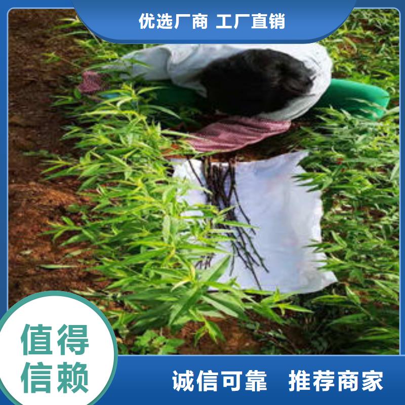 桃树苗梨树苗正规厂家
