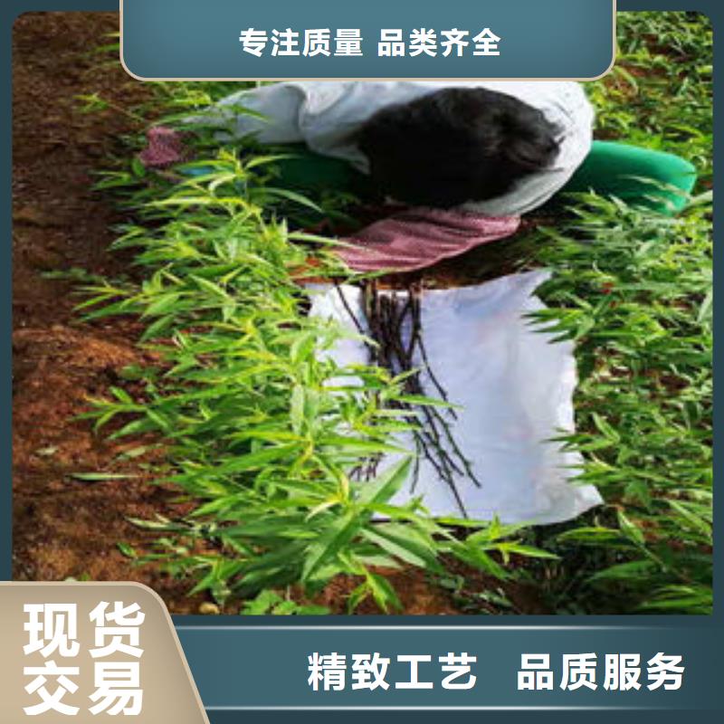 桃树苗款式新颖