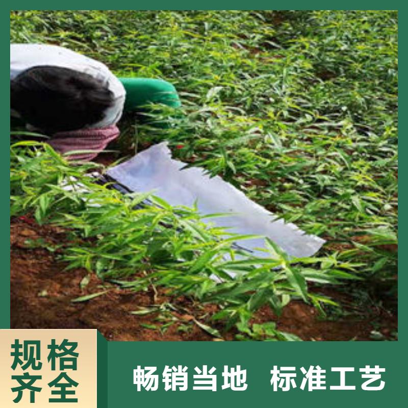 桃树苗_核桃苗精工细致打造