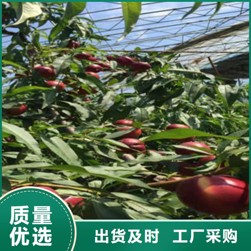 桃树苗畅销本地