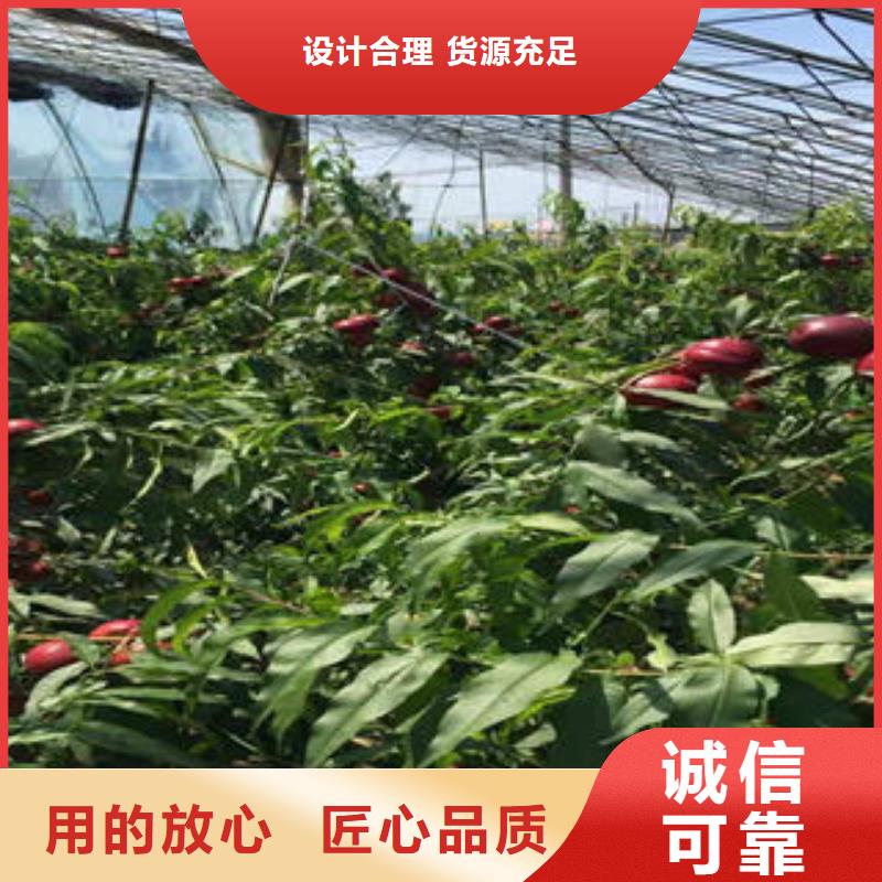 桃树苗蓝莓苗价格地道