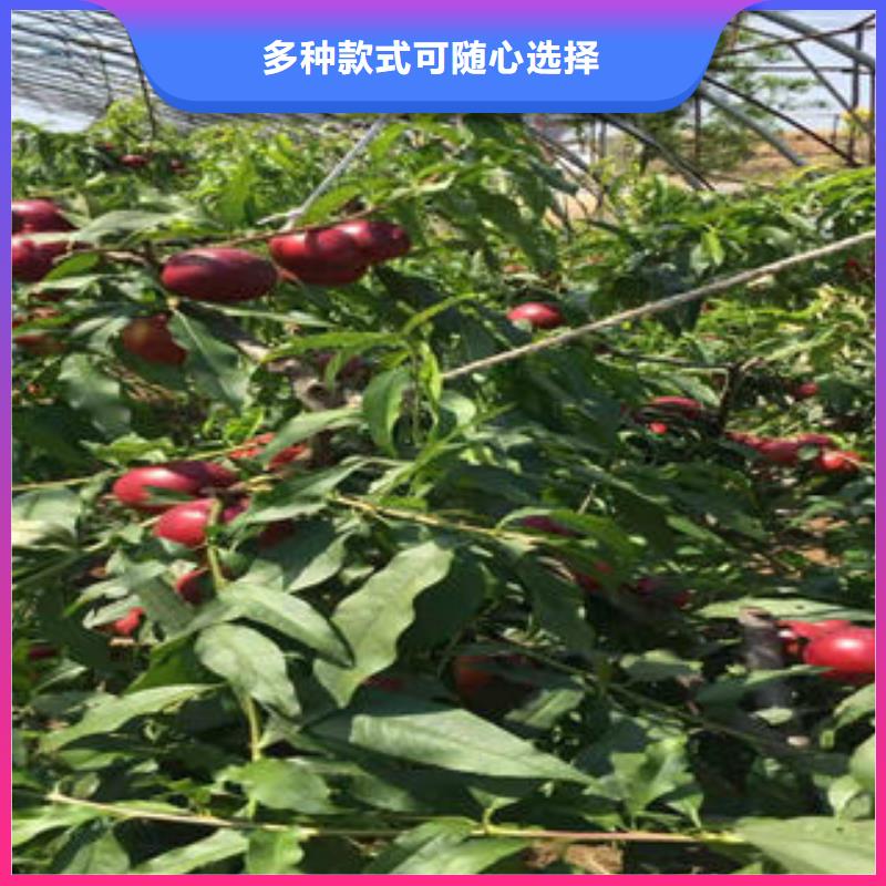 桃树苗_核桃苗精工细致打造