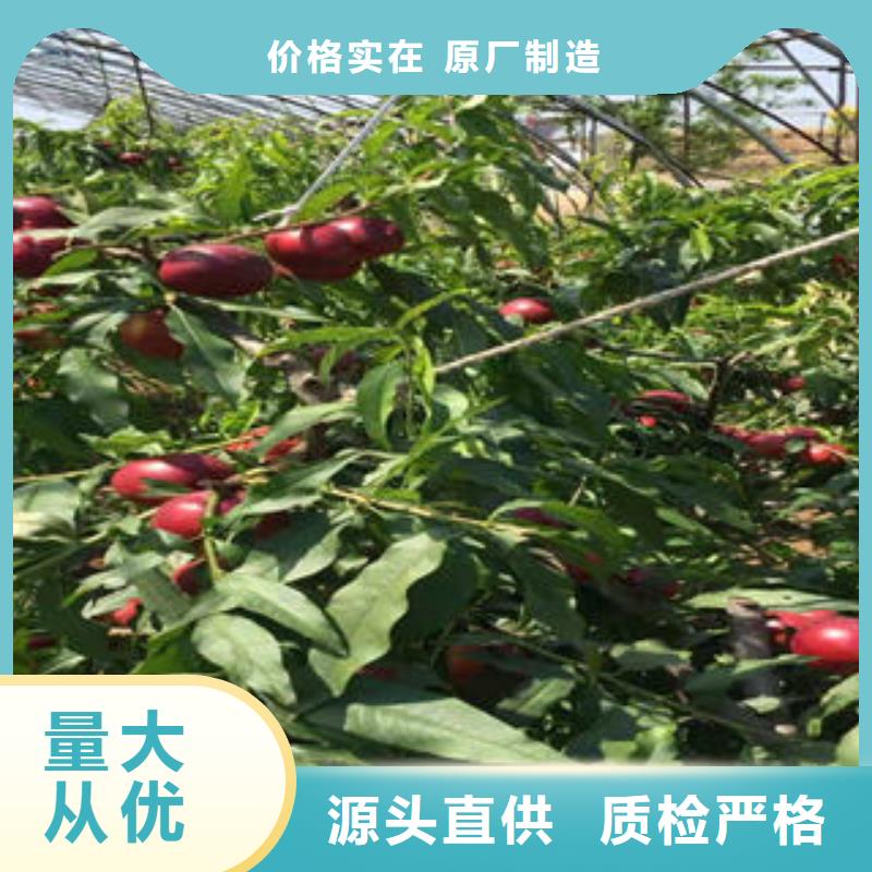 桃树苗梨树苗正规厂家