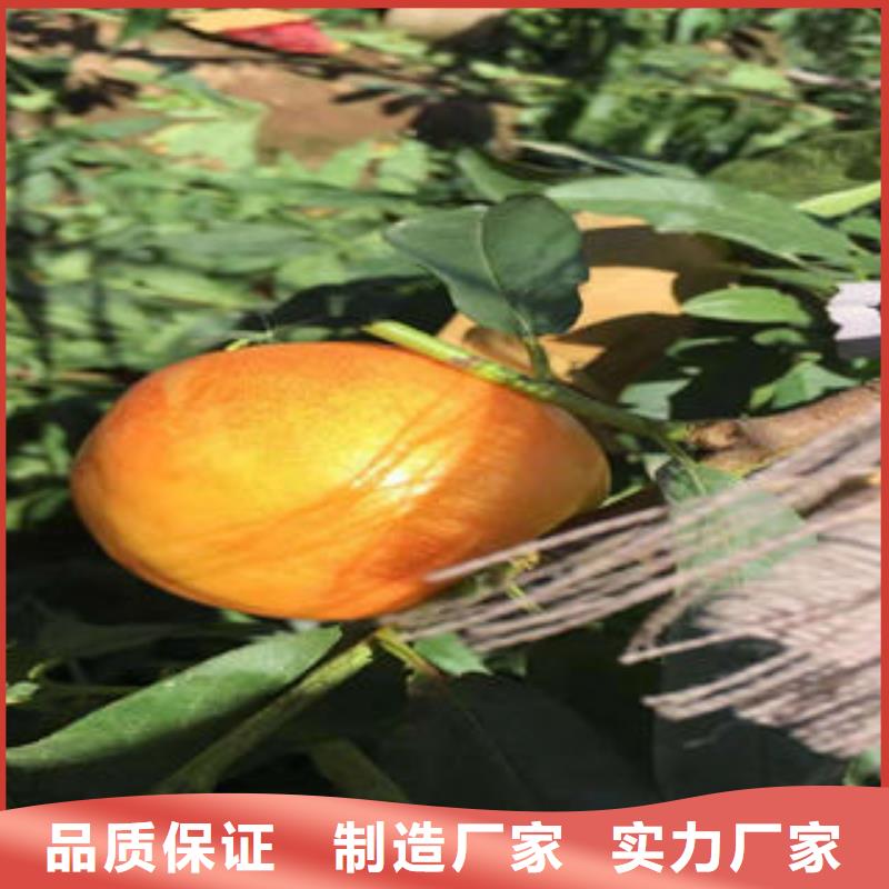 桃树苗源头厂家来图定制