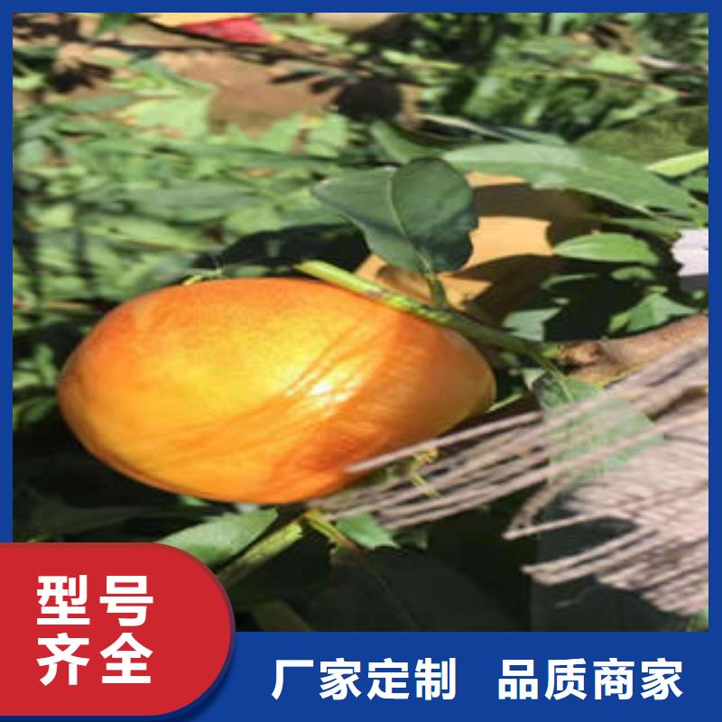 桃树苗款式新颖