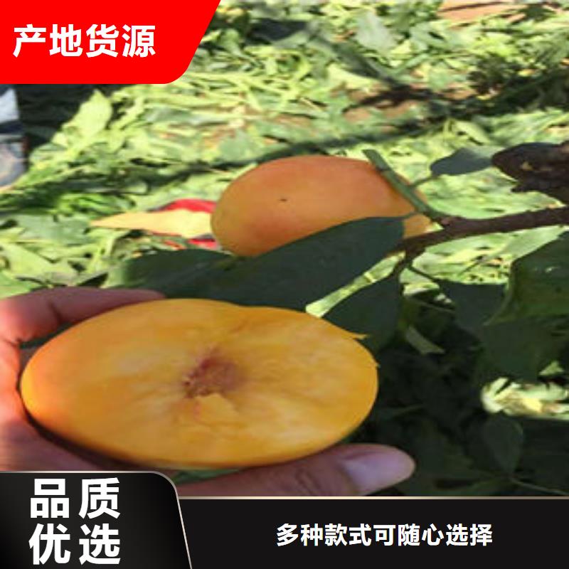 【桃树苗】核桃苗大库存无缺货危机