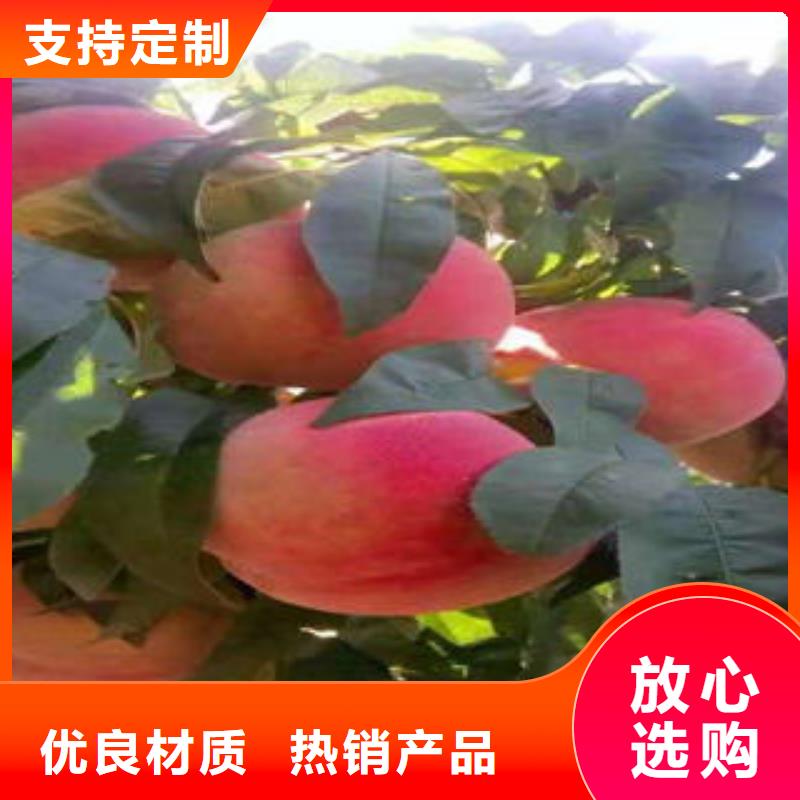 桃树苗【蓝莓苗】认准大品牌厂家