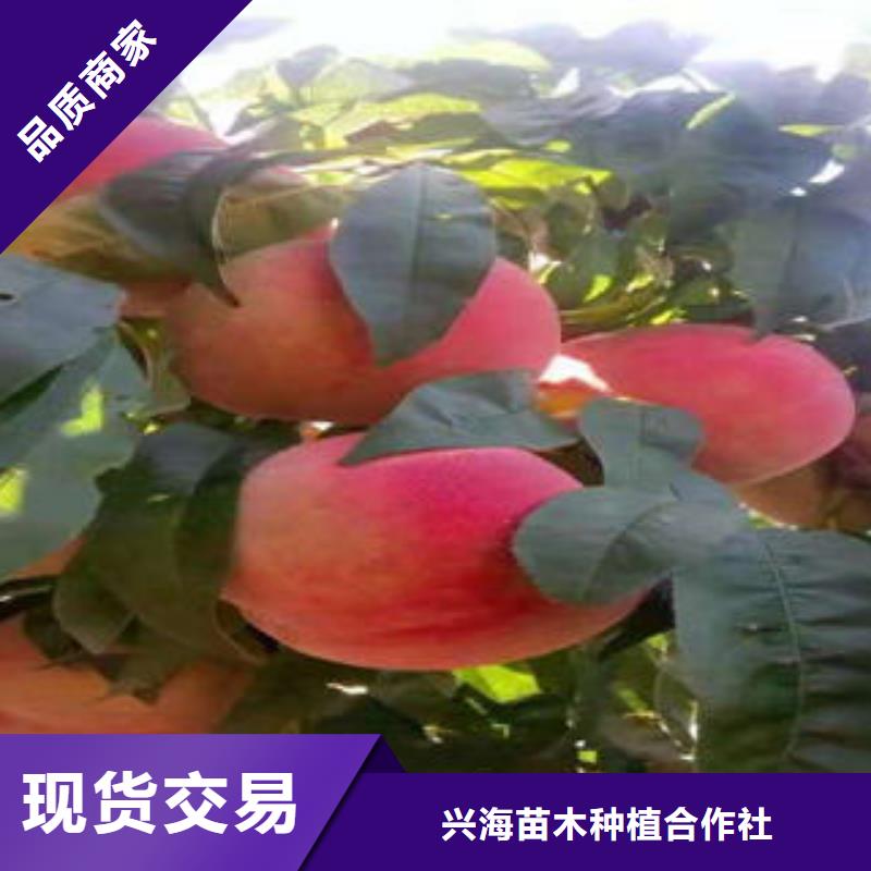 桃树苗蓝莓苗价格地道