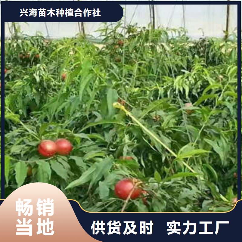 桃树苗山楂苗产品细节参数