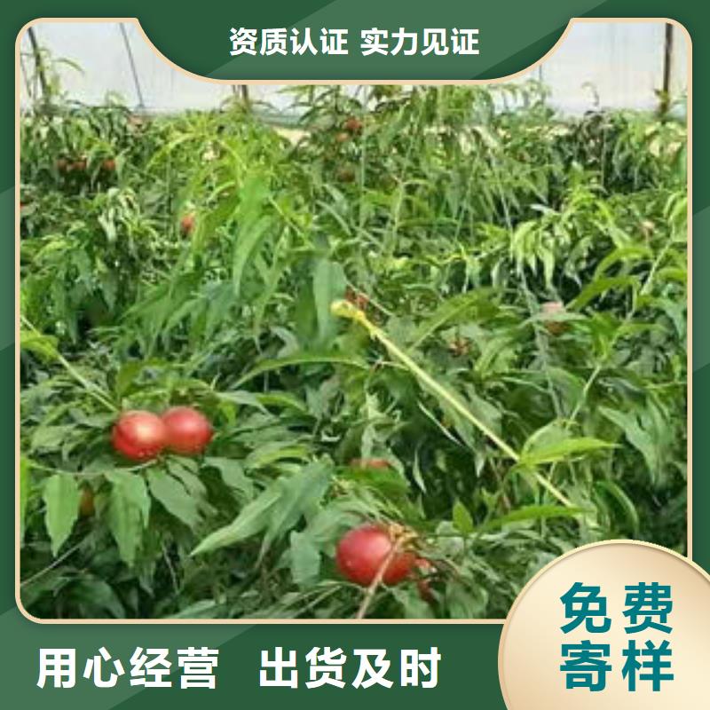 桃树苗款式新颖