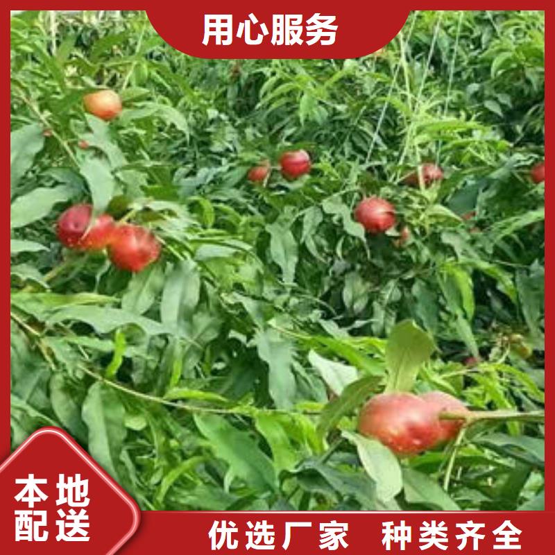 桃树苗_核桃苗精工细致打造