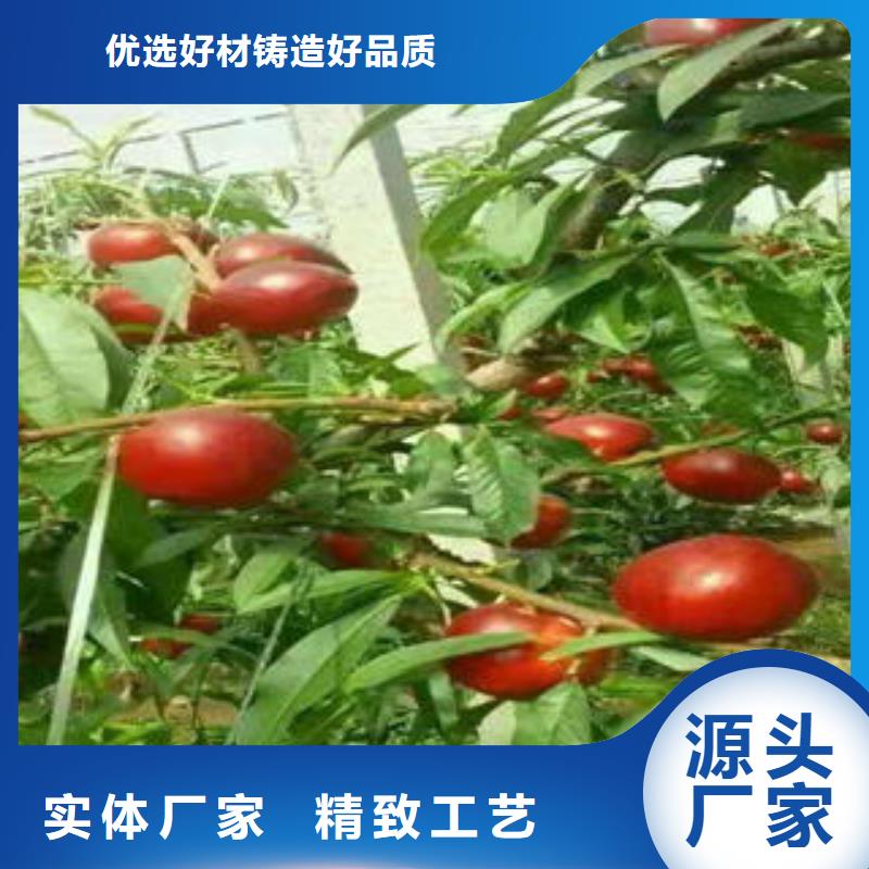 桃树苗【蓝莓苗】认准大品牌厂家