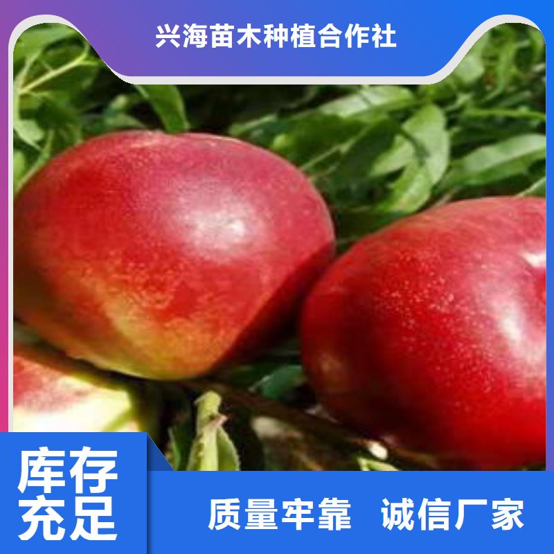 桃树苗梨树苗随心所欲定制