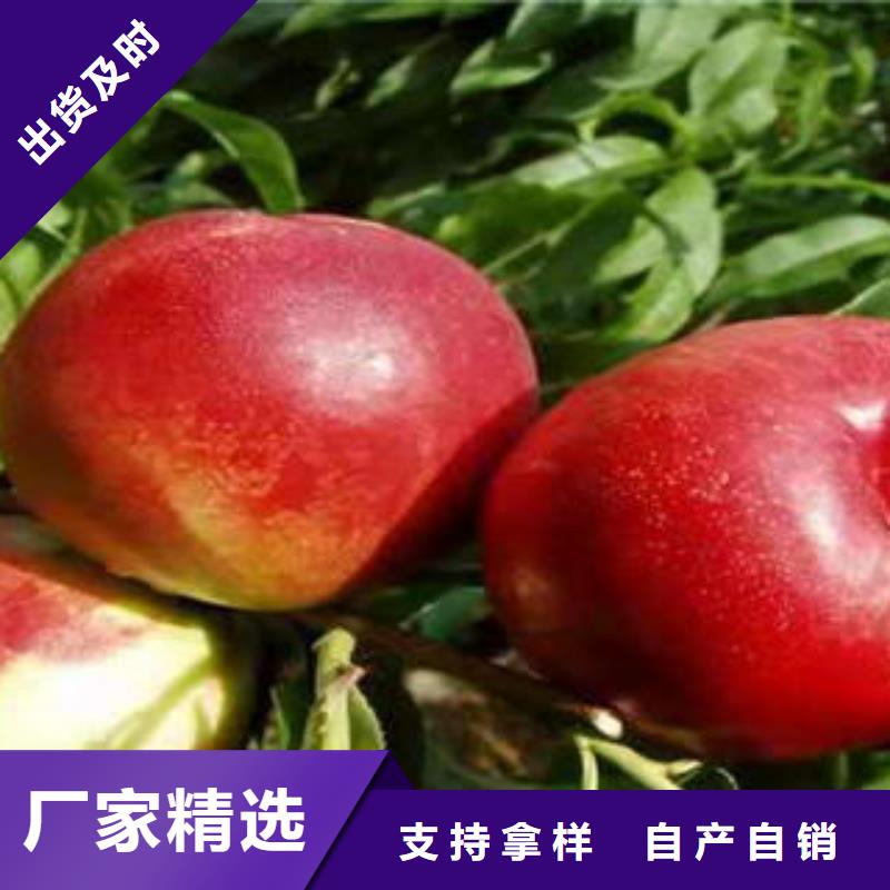 桃树苗山楂苗产品细节参数
