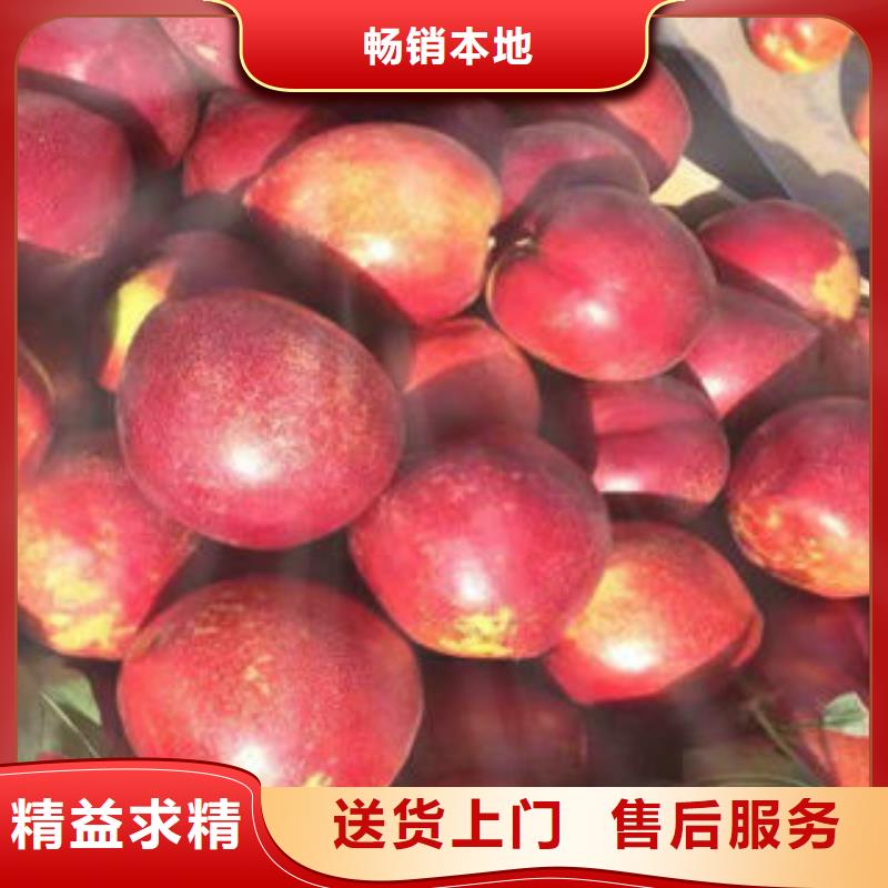 桃树苗_核桃苗精工细致打造
