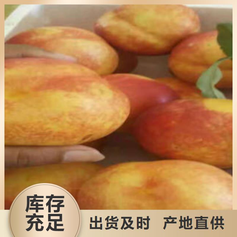 桃树苗梨树苗正规厂家
