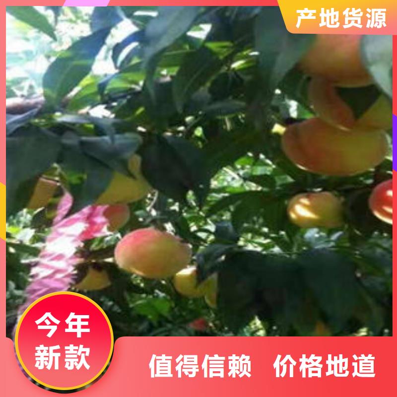 桃树苗蓝莓苗价格地道
