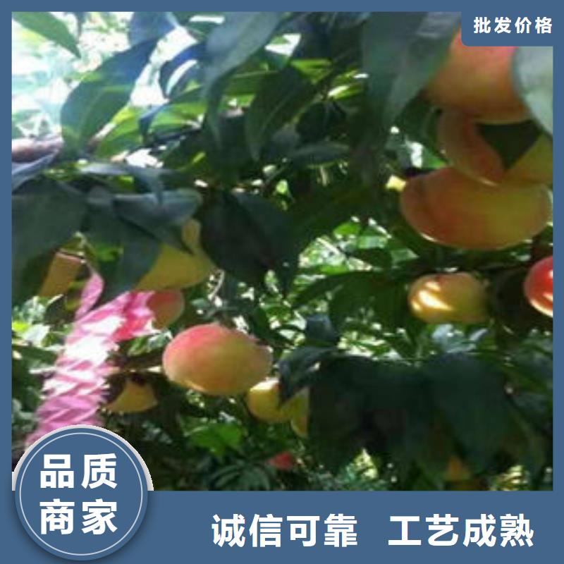 桃树苗梨树苗随心所欲定制