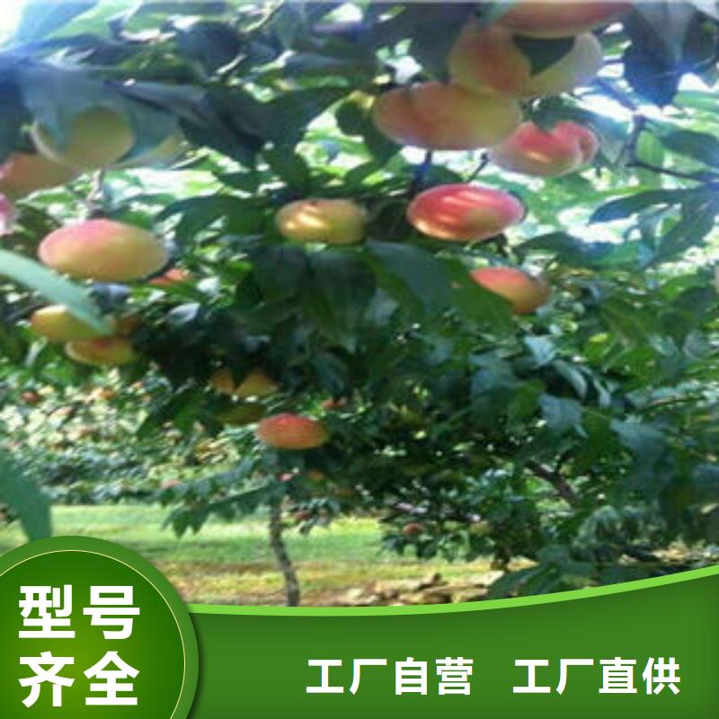 桃树苗源头厂家来图定制