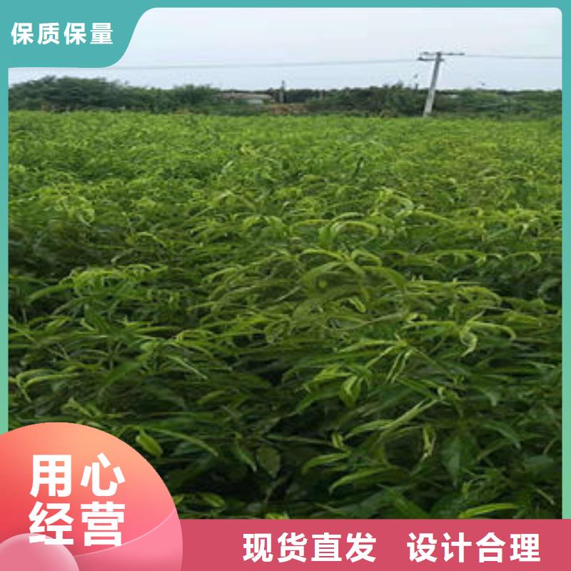 桃树苗梨树苗随心所欲定制