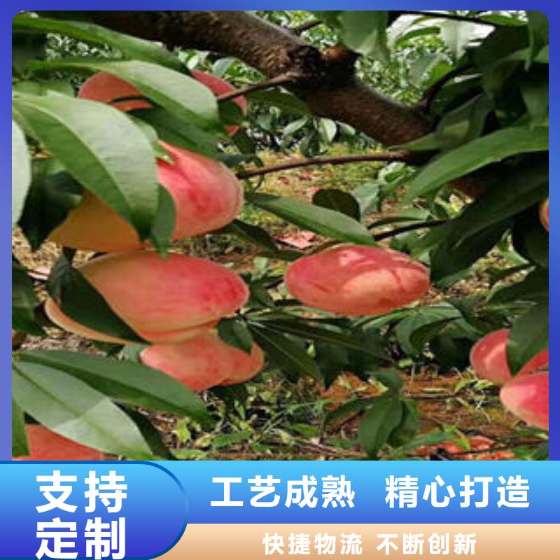 桃树苗款式新颖
