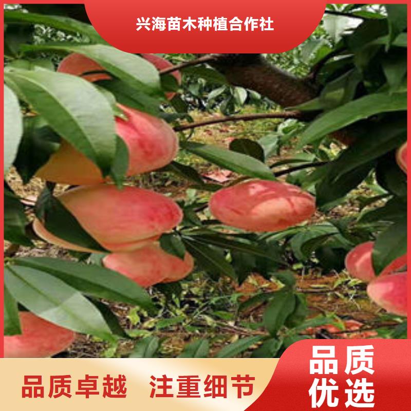桃树苗梨树苗正规厂家