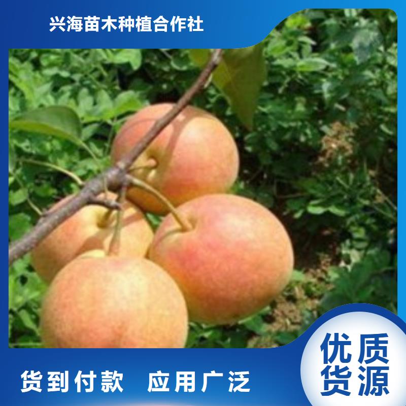 梨树苗蓝莓苗售后服务完善