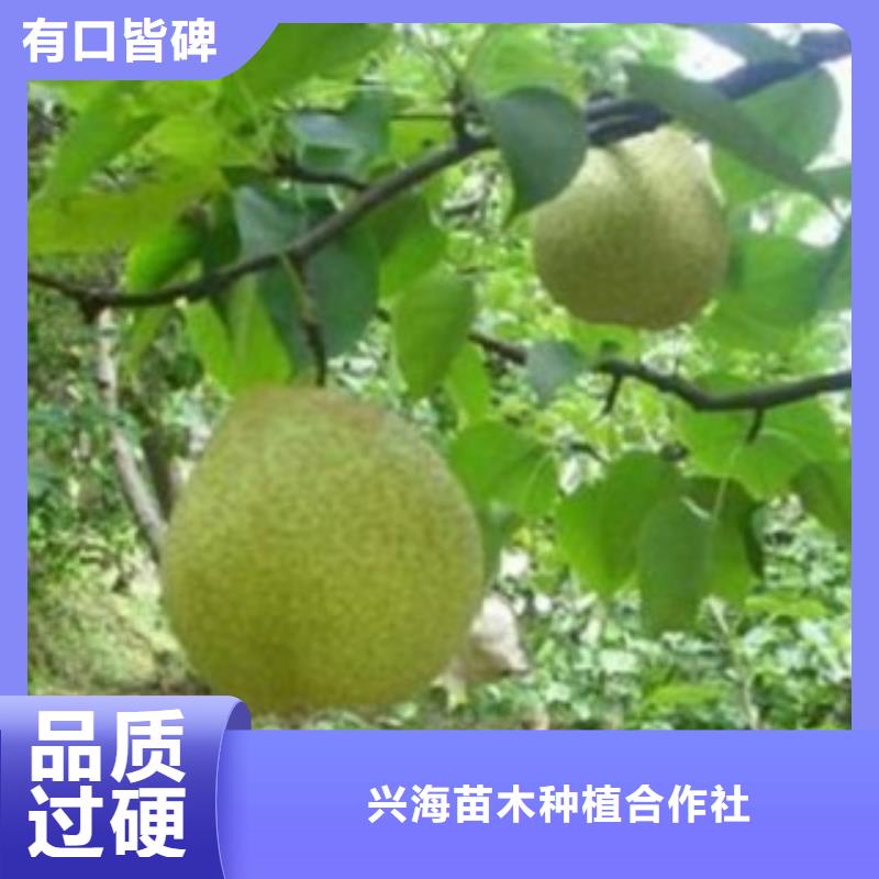 梨树苗板栗苗源头厂商