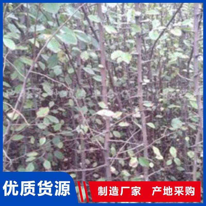 【梨树苗匠心打造】