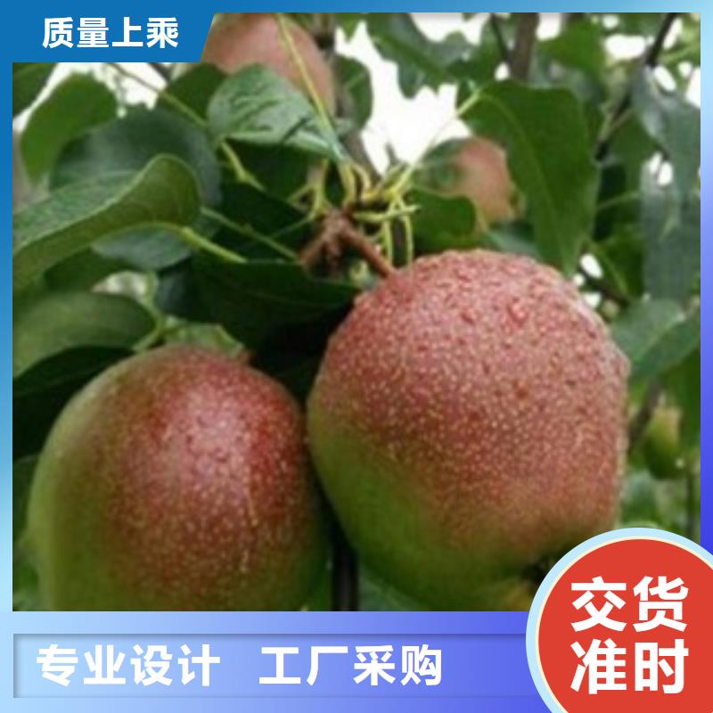 梨树苗蓝莓苗售后服务完善