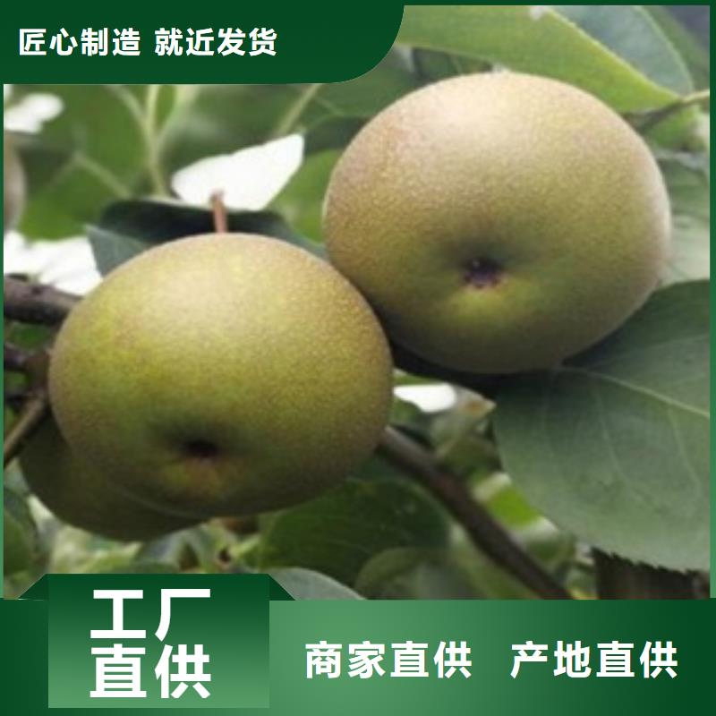 梨树苗板栗苗源头厂商