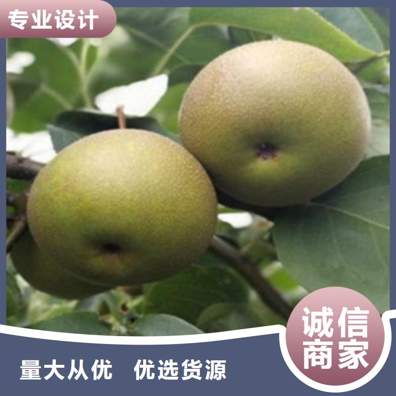 梨树苗-【桃树苗】供应商