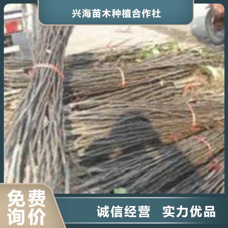 梨树苗,板栗苗源头厂家供应