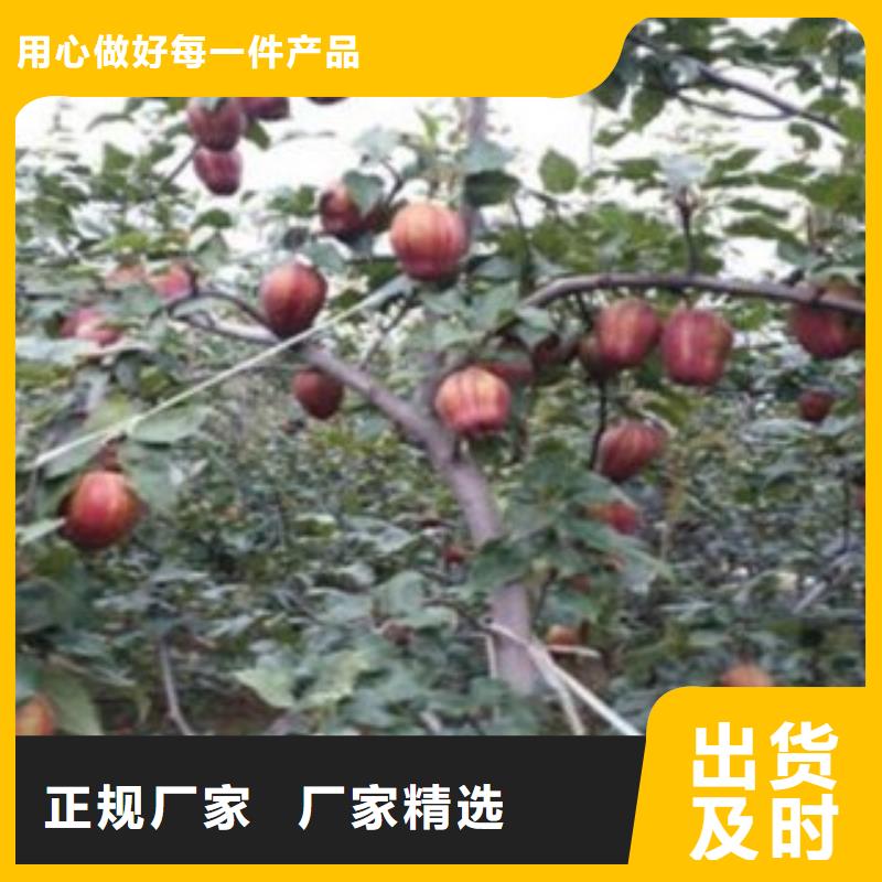 梨树苗【板栗苗】当地货源