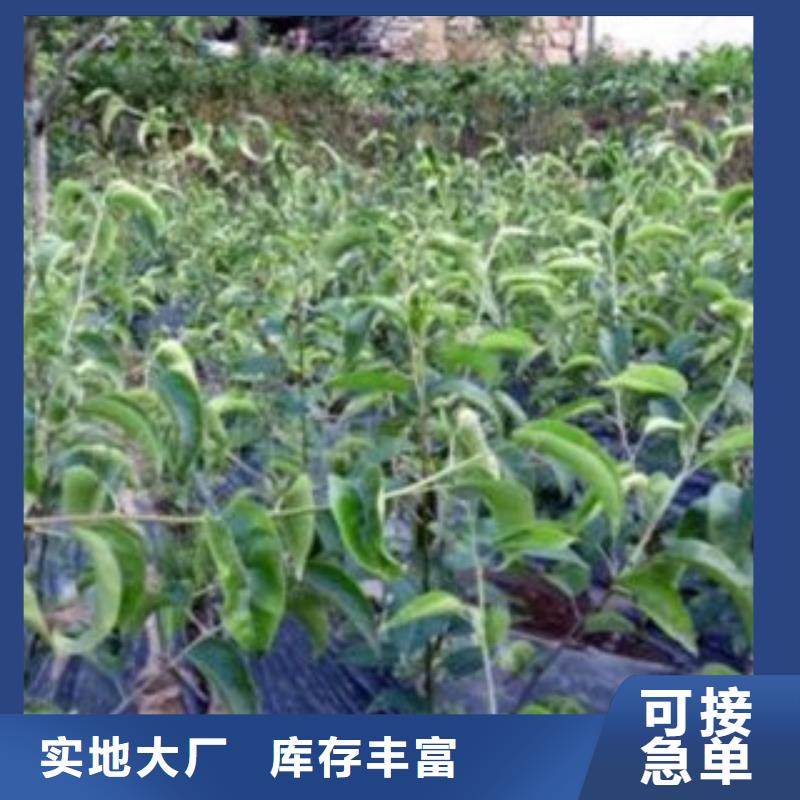 梨树苗-【桃树苗】供应商