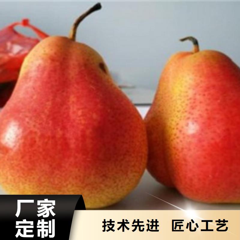 梨树苗 板栗苗分类和特点