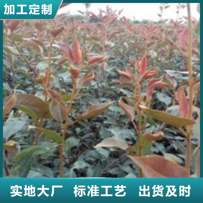 梨树苗蓝莓苗售后服务完善