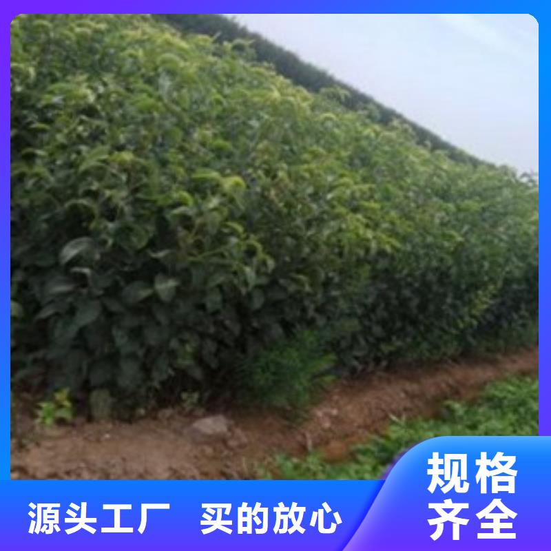 梨树苗【板栗苗】当地货源