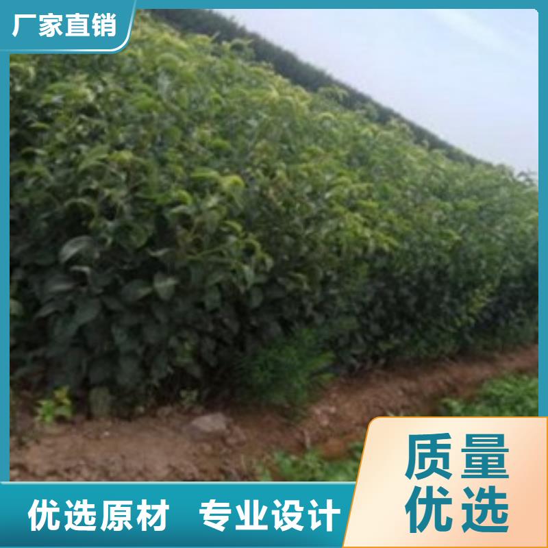 梨树苗合作共赢