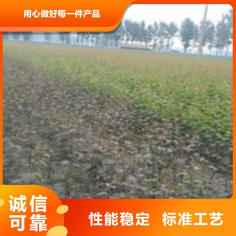 【梨树苗匠心打造】