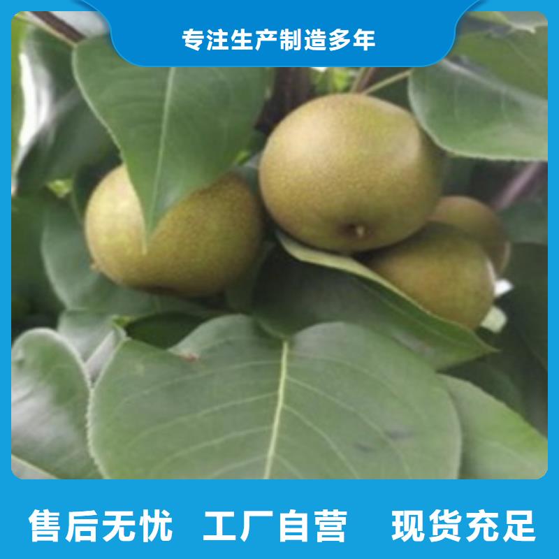 【梨树苗匠心打造】