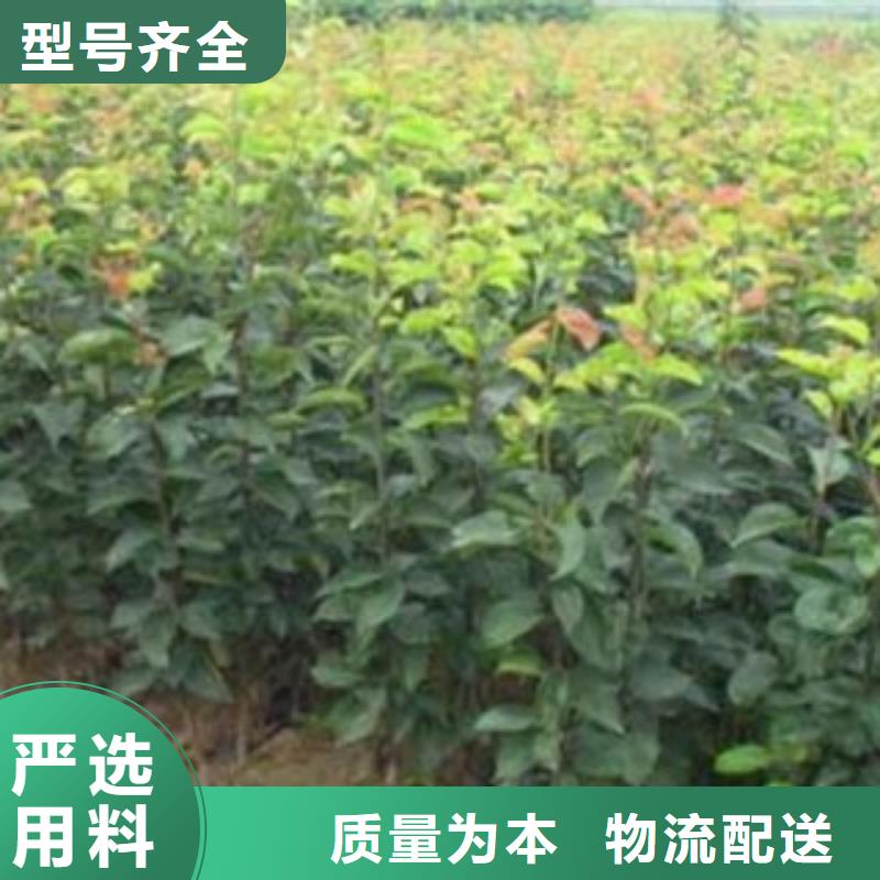 梨树苗山楂苗货源足质量好