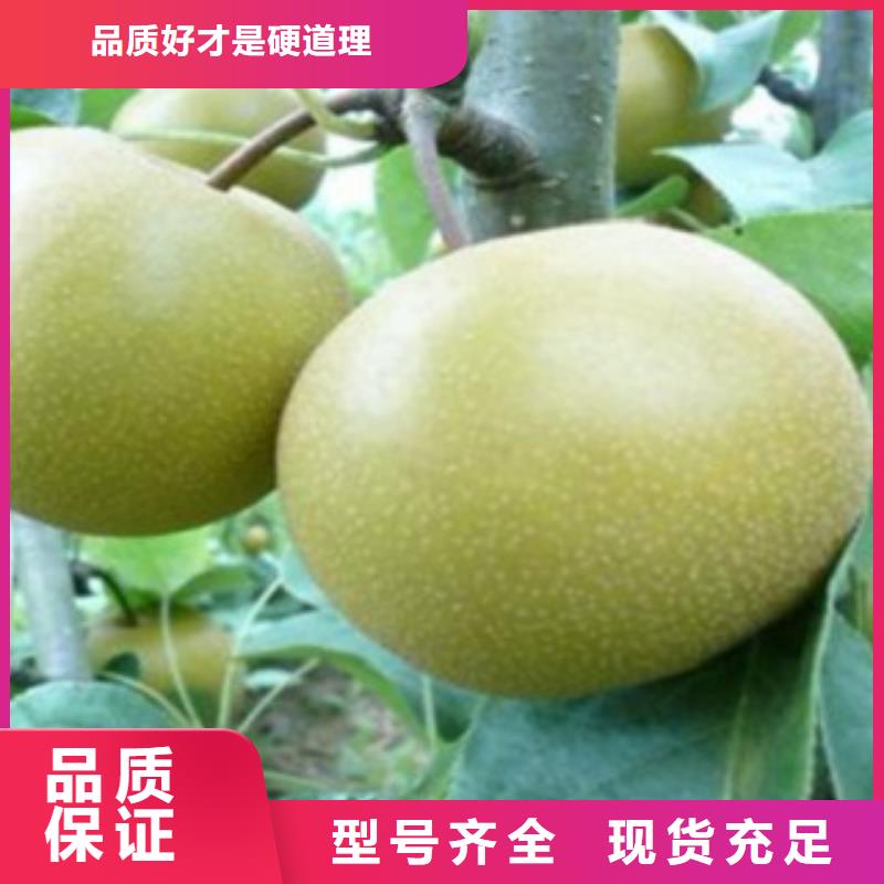 梨树苗-【桃树苗】供应商